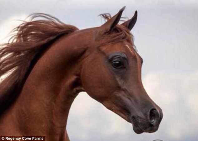 В Америке в результате селекции появились лошади с «мультяшными» мордами – специалисты в ужасе 1
