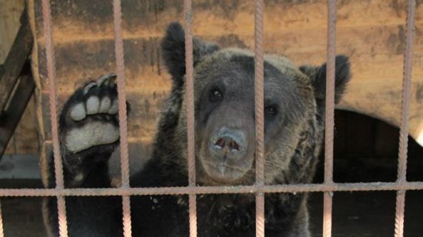 В России из частного зоосада сбежал медведь: погиб посторонний пенсионер, хозяин медведя получил травмы 5