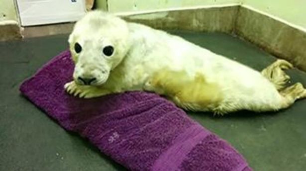 Спасенного на пляже в Британии белоснежного тюлененка назвали Джон Сноу 1