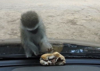 То понюхает, то полижет: старая басня на почти что новый лад – мартышка и гамбургер