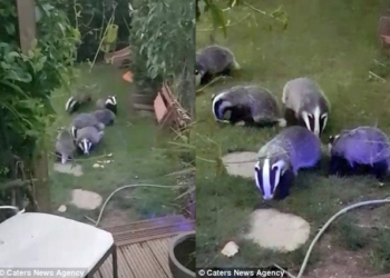 Редкостное постоянство: к английской семье вот уже 8 лет подряд приходят в гости 6 барсуков