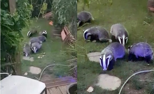 Редкостное постоянство: к английской семье вот уже 8 лет подряд приходят в гости 6 барсуков