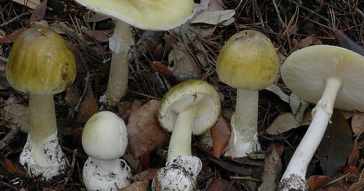 В столичной больнице “Охматдет” в результате отравления грибами скончалась 10-летняя девочка