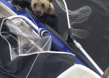 На карельском озере в России рыбаки спасли двух тонущих медвежат