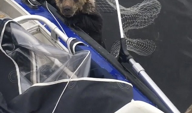 На карельском озере в России рыбаки спасли двух тонущих медвежат