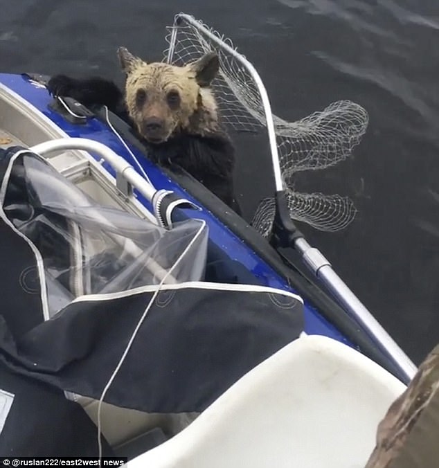 На карельском озере в России рыбаки спасли двух тонущих медвежат 1