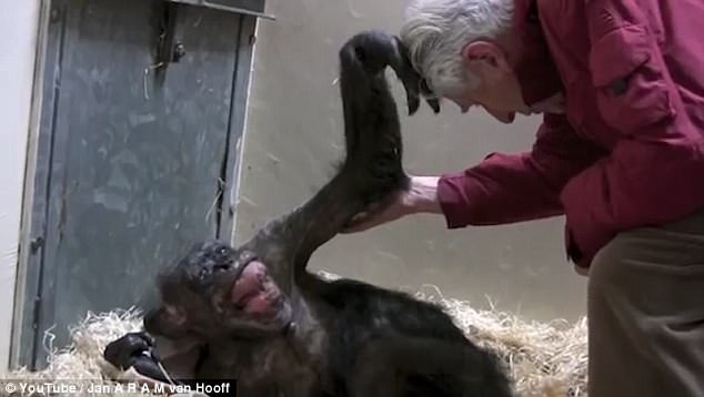 Последняя улыбка для моего старого друга: умирающая шимпанзе узнала человека, который заботился о ней 1