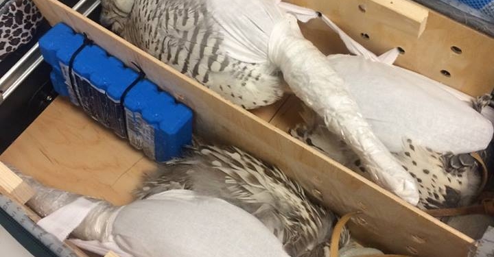 В «Борисполе» гражданин, летевший в ОАЭ, через «зеленый коридор» в багаже пытался провезти трех соколов. Но таможенники заметили