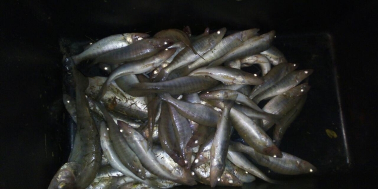 У Галициново рыбак наудил тремя спиннингами 8 кг мелких судачков. А это браконьерство