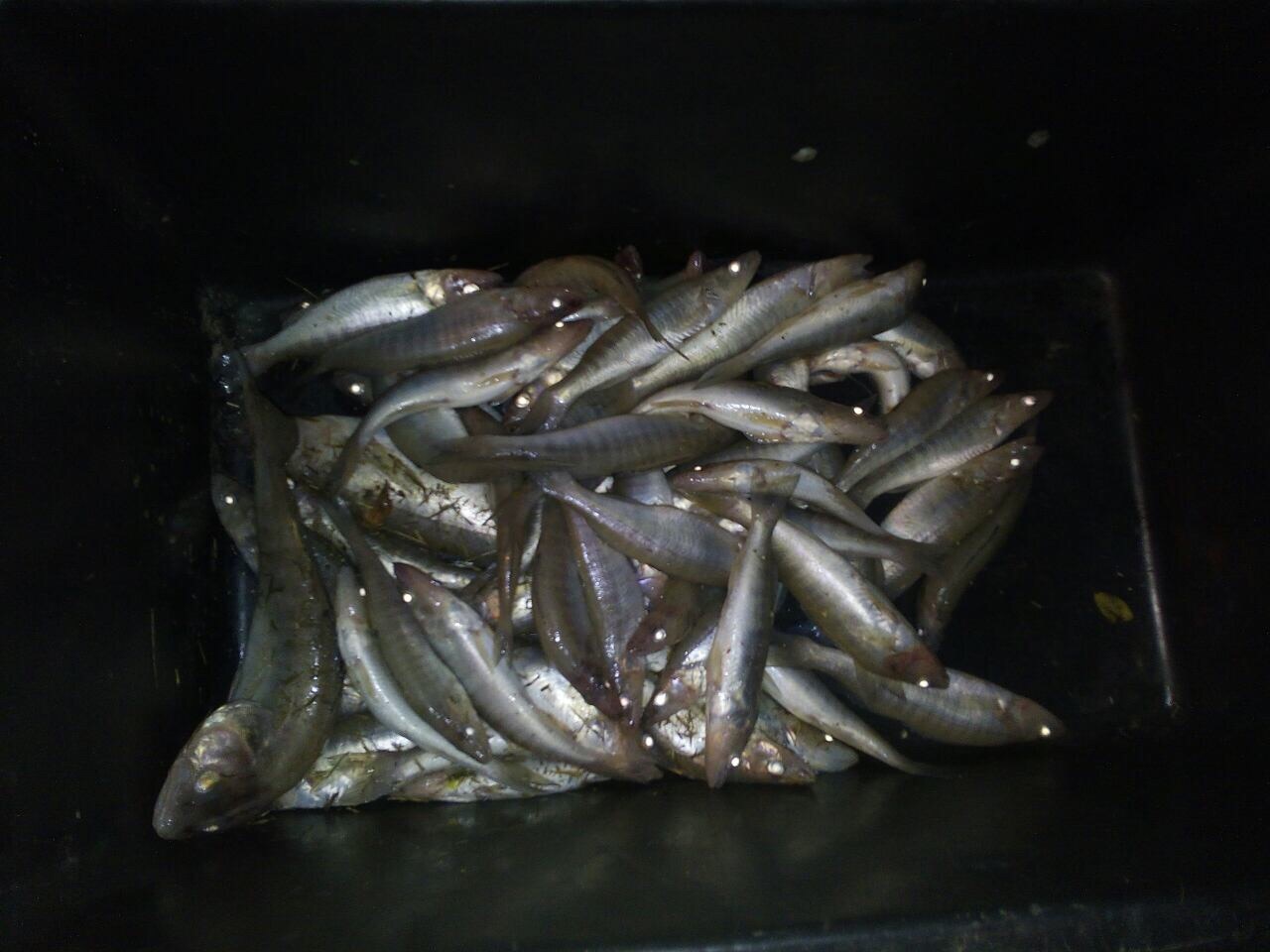 У Галициново рыбак наудил тремя спиннингами 8 кг мелких судачков. А это браконьерство