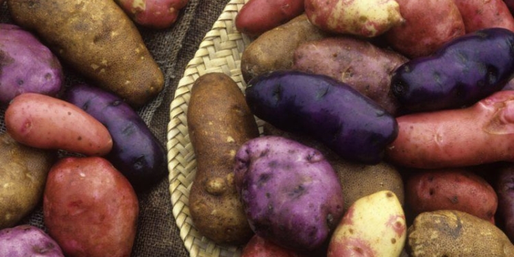 В Николаеве выращивают удивительную картошку – разноцветную и малокалорийную