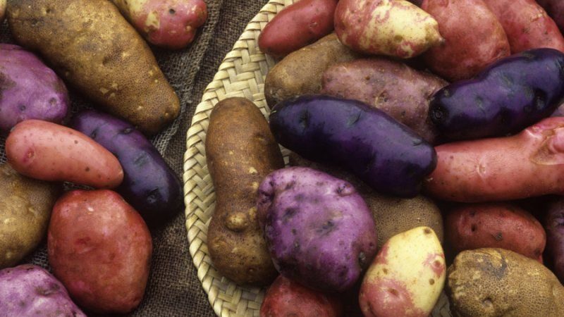 В Николаеве выращивают удивительную картошку – разноцветную и малокалорийную