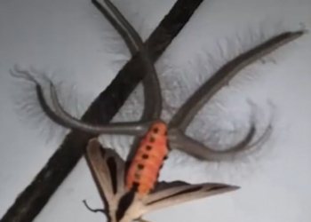 Между прочим, это моль. Хорошо, что такая водится не у нас, а в Австралии