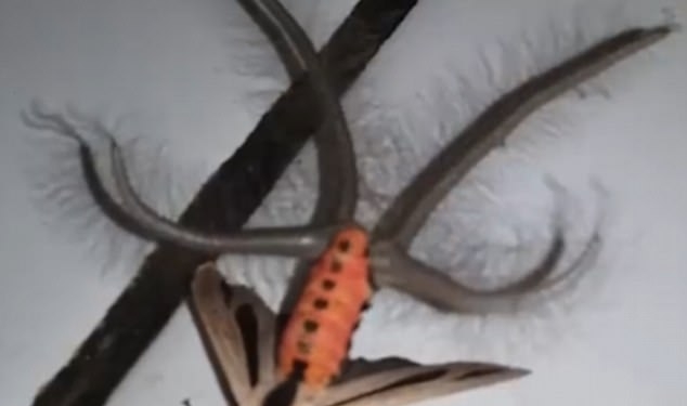 Между прочим, это моль. Хорошо, что такая водится не у нас, а в Австралии