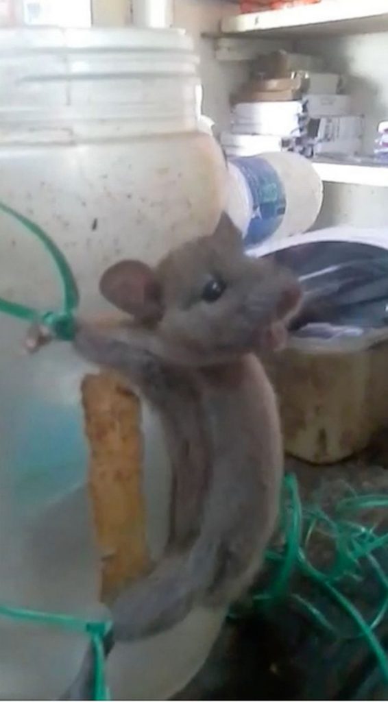 В Индии лавочник поймал мышь, привязал ее к банке, высек и снял это на виде...