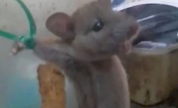В Индии лавочник поймал мышь, привязал ее к банке, высек и снял это на видео. Теперь его думают привлечь к ответственности
