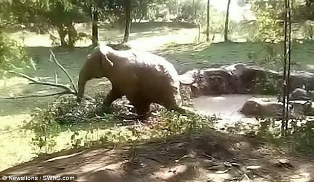 В индийской деревне в яме с грязью застряли слониха с тремя слонятами: на помощь люди пригнали экскаватор