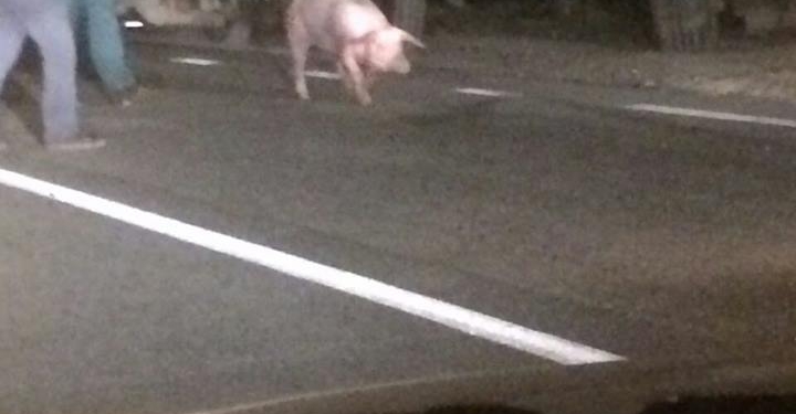 Под Коблево «просыпали» почти 200 свиней. Интересно, всех ли собрали?