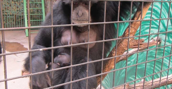 В Николаевском зоопарке – прибавление в семействе сиамангов
