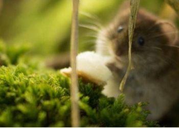 Из-за залегшего в спячку хомяка в Германии отложили строительство дороги