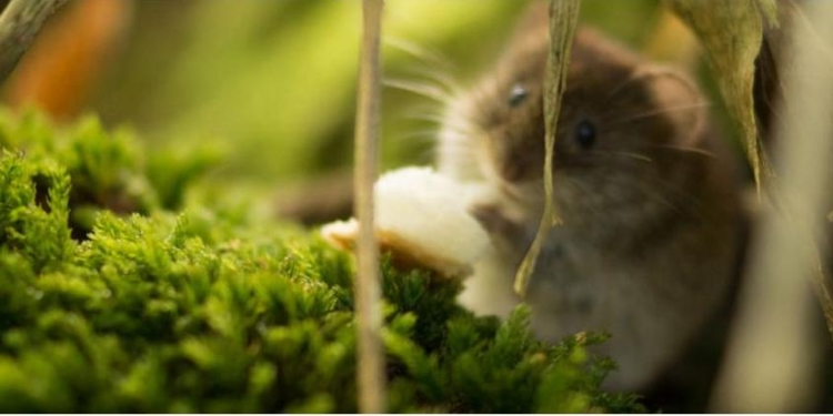 Из-за залегшего в спячку хомяка в Германии отложили строительство дороги