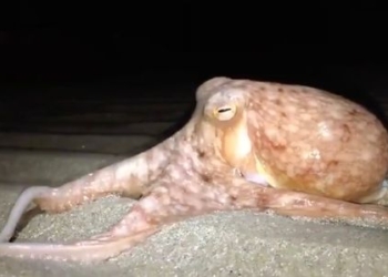 На побережье британского Уэльса вторглись осьминоги. И никто не знает, почему