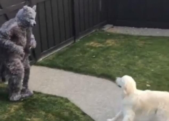 В Канаде мужчина, нарядившись в костюм волка на Хэллоуин, устроил проверку «на вшивость» своему псу