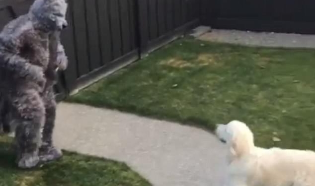 В Канаде мужчина, нарядившись в костюм волка на Хэллоуин, устроил проверку «на вшивость» своему псу