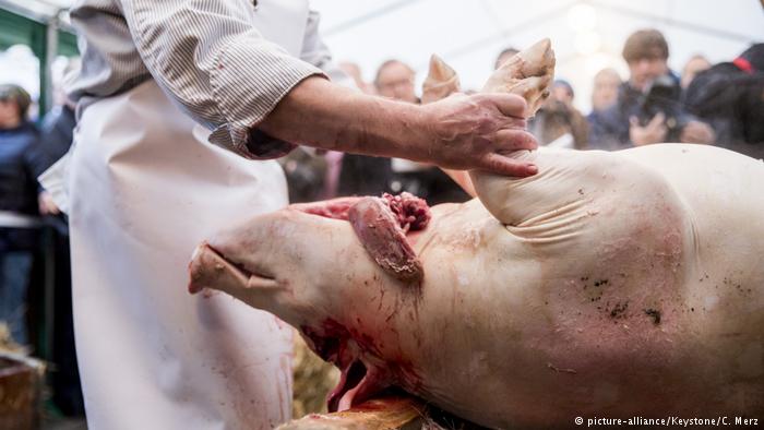 В Швейцарии мясников, публично зарезавших двух свиней с целью возрождения древней традиции, сравнили с боевиками ИГИЛ 3