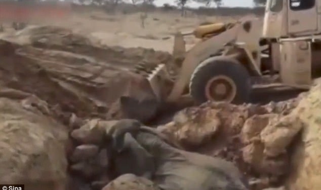 В Танзании китайская строительная фирма откопала слонов, угодивших в песчаную яму