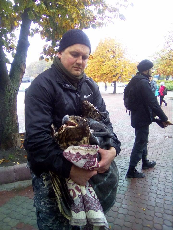 Николаевские «сокольцы» спасли краснокнижного белохвостого орлана – его передали в Николаевский зоопарк 1