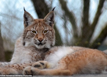 В Южном Уэльсе из парка дикой природы почти неделю назад сбежала рысь – для ее поиска задействованы вертолеты, десятки полицейских и «ловушки на живца»