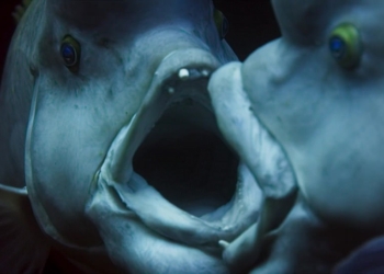 Поменять пол под настроение: есть рыба-трансгендер