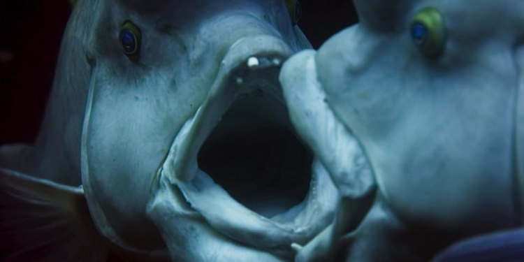 Поменять пол под настроение: есть рыба-трансгендер