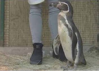 В Харьковском экопарке появился перуанский пингвин