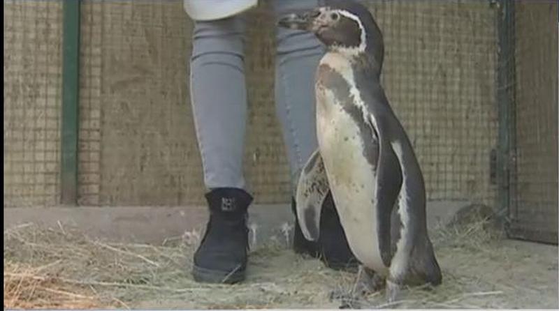 В Харьковском экопарке появился перуанский пингвин 1