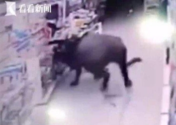 В Китае буйвол разгромил супермаркет и ранил 6 человек