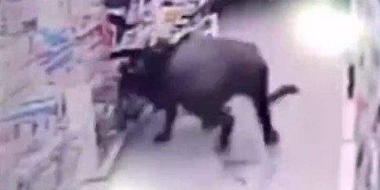 В Китае буйвол разгромил супермаркет и ранил 6 человек