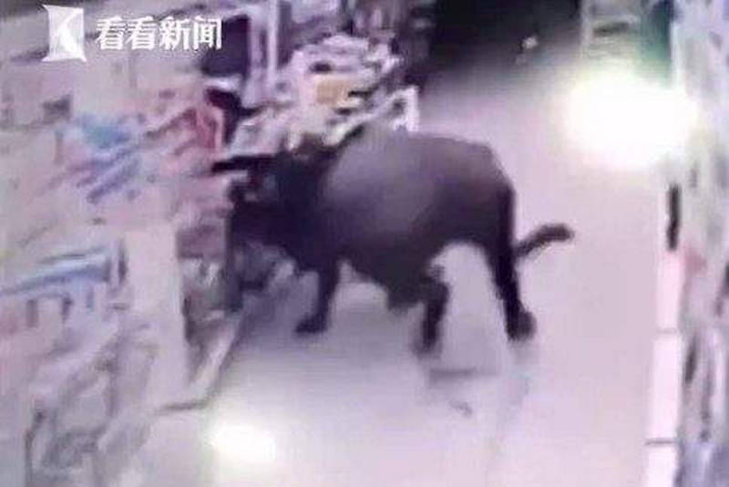 В Китае буйвол разгромил супермаркет и ранил 6 человек 1