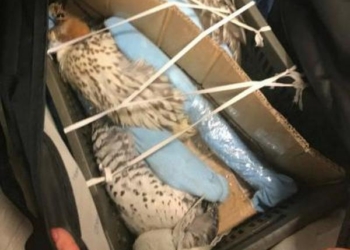 Украинец пытался вывезти в Катар трех соколов. Говорит, что не знал, что вез, но ему пообещали заплатить $500