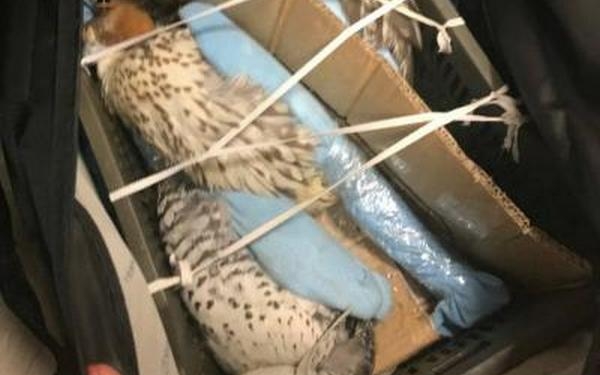 Украинец пытался вывезти в Катар трех соколов. Говорит, что не знал, что вез, но ему пообещали заплатить $500