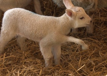 Дать шанс на жизнь: в Великобритании новорожденному пятиногому ягненку провели операцию