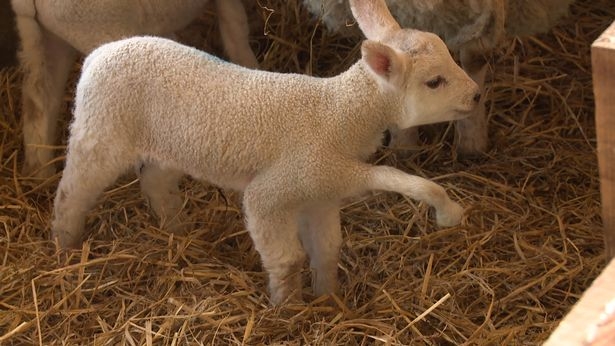 Дать шанс на жизнь: в Великобритании новорожденному пятиногому ягненку провели операцию