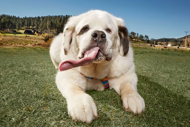 В США нашли собаку с самым длинным языком 1