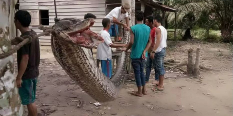 Ужас. В Индонезии 7-метровый питон напал на человека