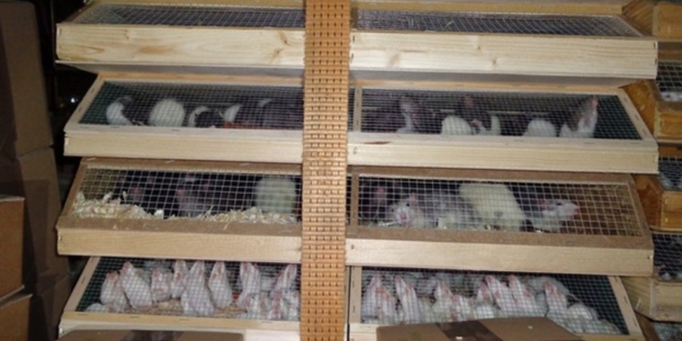 7 тысяч морских свинок и кроликов – контрабандой: в Германии задержали «живой груз»