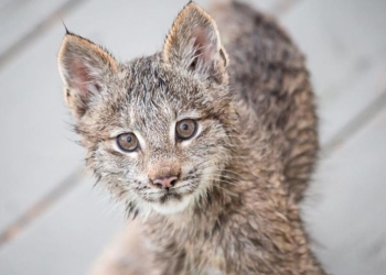Нежданные гости: на веранду дома американского фотографа рысь привела всех своих котят