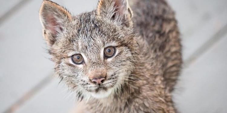 Нежданные гости: на веранду дома американского фотографа рысь привела всех своих котят