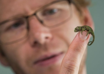 В британском зоопарке вылупились три редких хамелеончика. И они абсолютно восхитительны