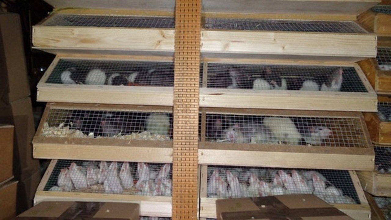 7 тысяч морских свинок и кроликов – контрабандой: в Германии задержали «живой груз»